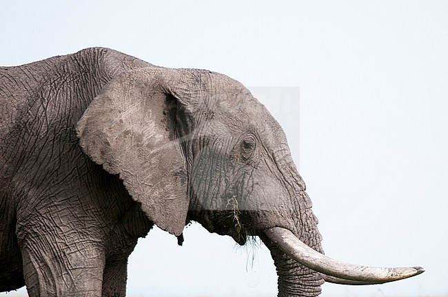 Portrait of an African elephant, Loxodonta africana, eating. Masai Mara National Reserve, Kenya. stock-image by Agami/Sergio Pitamitz,