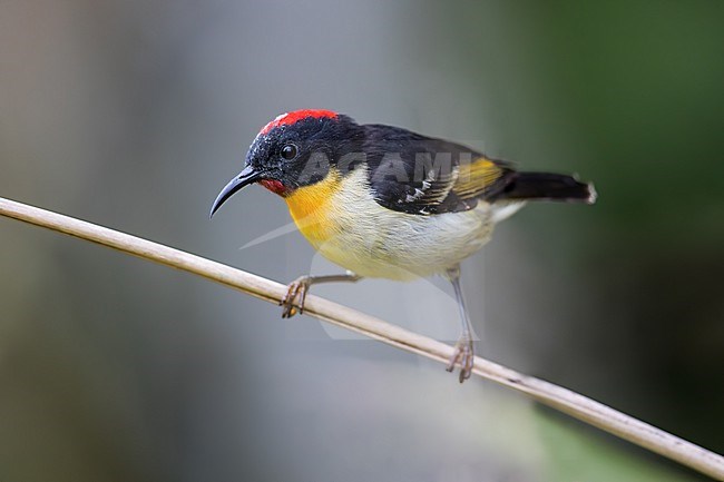 Sulphur-breasted Myzomela (Myzomela jugularis) on Fiji in the South Pacific Ocean. Also known as the orange-breasted honeyeater. stock-image by Agami/Dubi Shapiro,