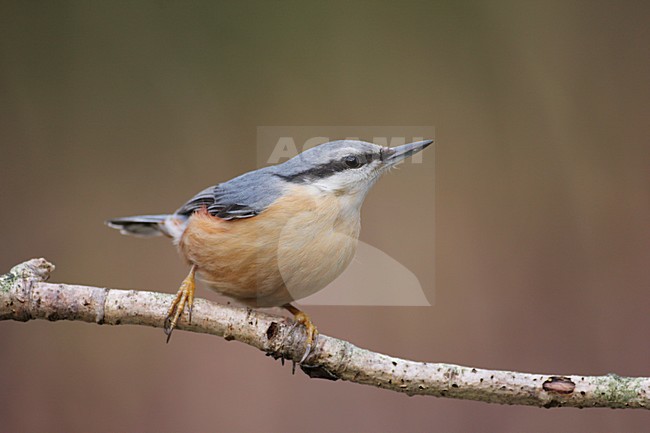 Boomklever op ee tak; Eurasian Nuthatch on a branch stock-image by Agami/Reint Jakob Schut,