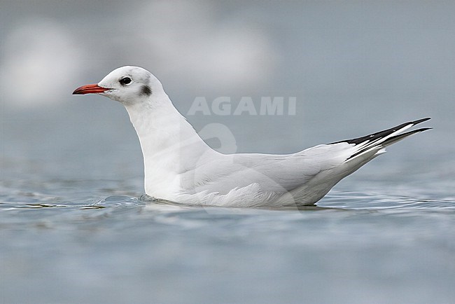 Black-headed Gull (Chroicocephalus ridibundus), side view of an adult in winter plumage swimming in the sea, Campania, Italy stock-image by Agami/Saverio Gatto,