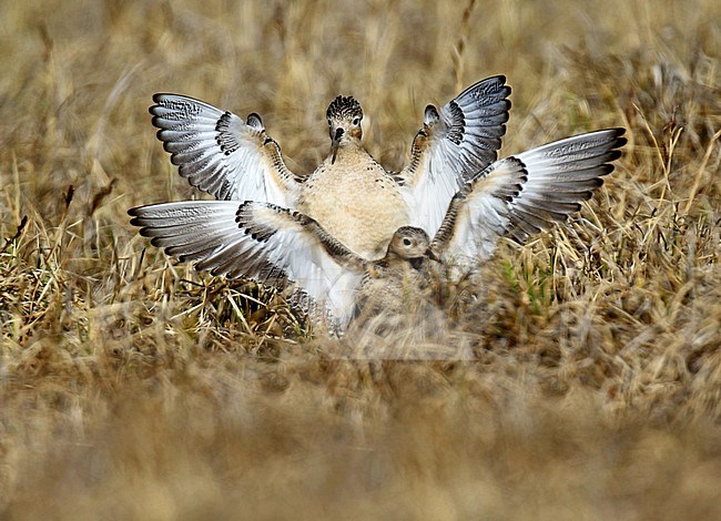 Displaying Buff-breasted Sandpiper (Tringites subruficollis) in breeding area in northern Alaska, United States. stock-image by Agami/Dani Lopez-Velasco,