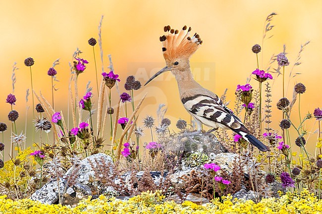 Eurasian Hoopoe (Upupa epops) in Italy. stock-image by Agami/Daniele Occhiato,