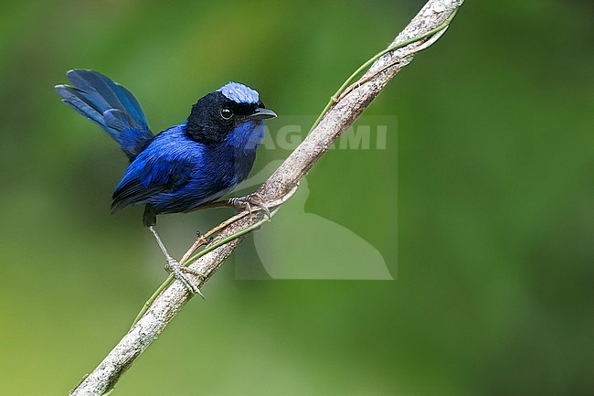 Emperor Fairywren (Malurus cyanocephalus) perched on a branch in Papua New Guinea. stock-image by Agami/Glenn Bartley,