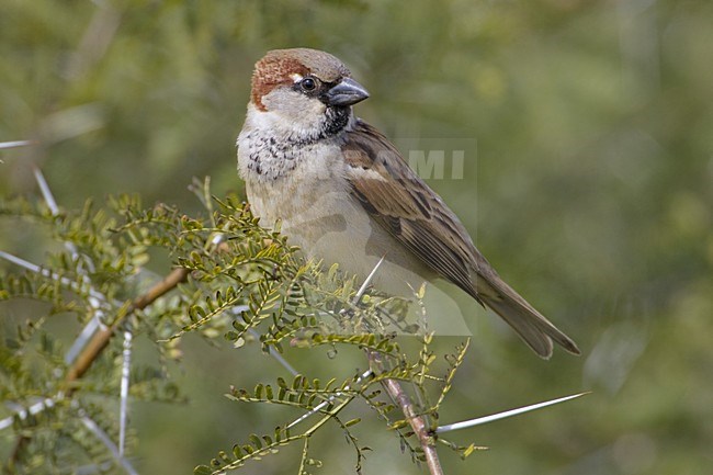 Huismus zittend op takje; House Sparrow perched on a twig stock-image by Agami/Daniele Occhiato,