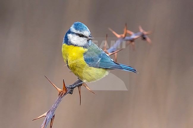 Adult male European Blue Tit (Cyanistes caeruleus caeruleus) perched on a branch in Florence, Tuscany, Italy. stock-image by Agami/Vincent Legrand,