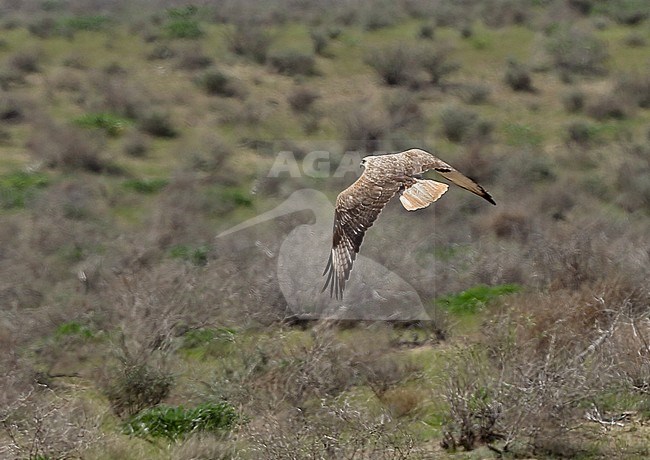 Adult light phase Long-legged Buzzard (Buteo rufinus rufinus) flying away of steppes of central Asia. Showing upper wing pattern. stock-image by Agami/Andy & Gill Swash ,
