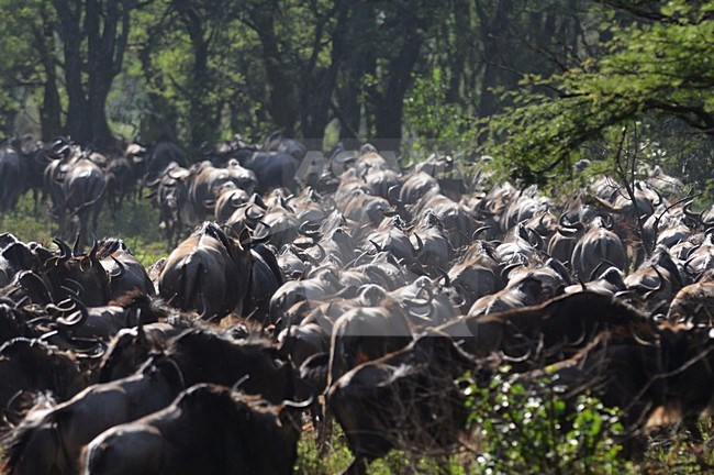 Migrerende Gnoes,  Migrating Blue Wildebeest stock-image by Agami/Laurens Steijn,