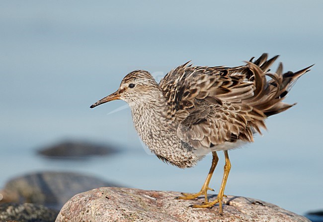 Poetsende Gestreepte strandloper, Pectoral Sandpiper preening stock-image by Agami/Markus Varesvuo,