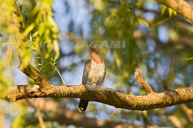 Afrikaanse Draaihals, Red-throated Wryneck, Jynx ruficollis stock-image by Agami/Marc Guyt,