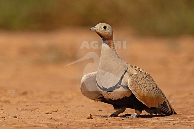  stock-image by Agami/Eduard Sangster,