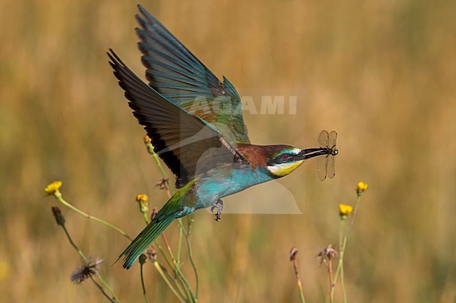 Bijeneter in vlucht met prooi, European Bee-eater in flight with prey stock-image by Agami/Daniele Occhiato,