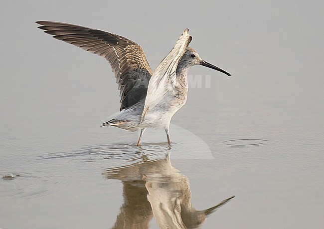Non-breeding adult Stilt Sandpiper (Calidris himantopus) wading in shallow water.  Bird spreading its wings and showing rump and wings from both sides. stock-image by Agami/Kari Eischer,