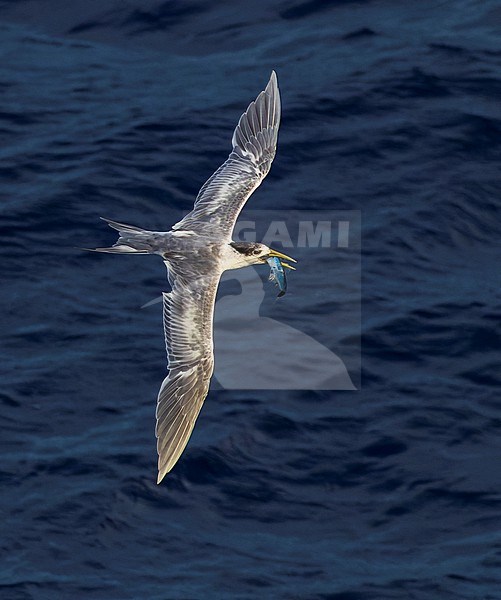 Great Crested Tern (Thalasseus bergii cristatus) at sea in the Pacific Ocean, around the Solomon Islands. Adult trying to steal a fish from a juvenile. stock-image by Agami/Marc Guyt,