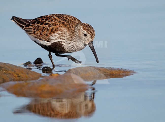 Adult zomerkleed Bonte Strandloper aan de kust; Adult summer Dunlin on rocky shore stock-image by Agami/Markus Varesvuo,