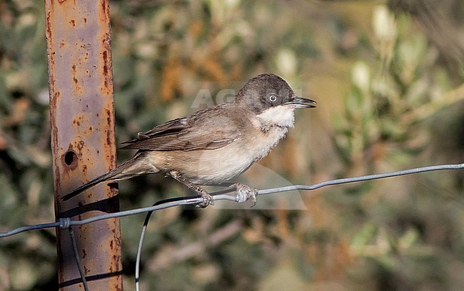 Male Western Orphean Warbler (Sylvia hortensis) singing on barb wire in Spain. stock-image by Agami/Dani Lopez-Velasco,