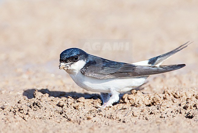 Common House Martin (Delichon urbicum) collecting mud on rainwater pool on Lesvos, Greece. stock-image by Agami/Marc Guyt,