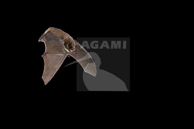 Kuhls Pipistrelle, Pipistrellus kuhlii stock-image by Agami/Theo Douma,