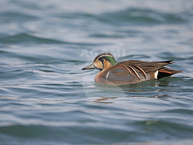 Baikal Teal (Sibirionetta formosa) stock-image by Agami/James Eaton,