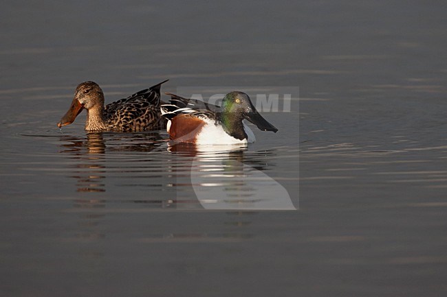 Paartje Slobeend; Pair of Northern Shovelers stock-image by Agami/Martijn Verdoes,