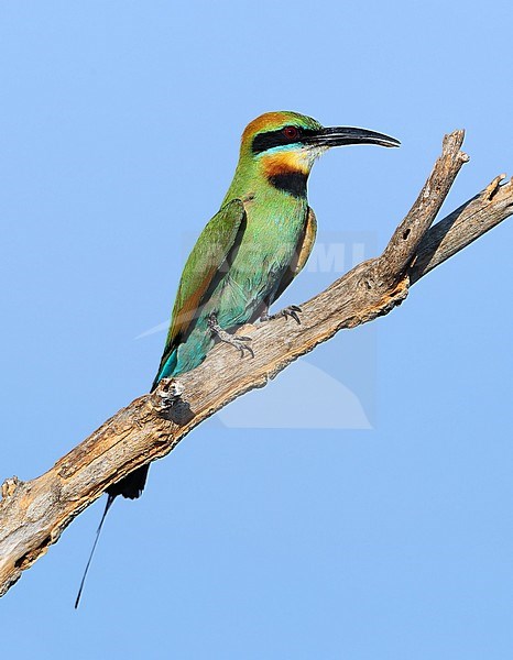 Rainbow Bee-eater (Merops ornatus) at Cumberland in Queensland, Australia. stock-image by Agami/Aurélien Audevard,