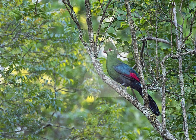 Knysna Turaco (Tauraco corythaix) in South Africa. stock-image by Agami/Pete Morris,