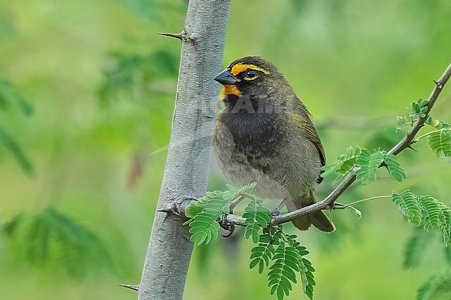 Adult male
Nuevo Leon, Mexico
May 2022 stock-image by Agami/Brian E Small,