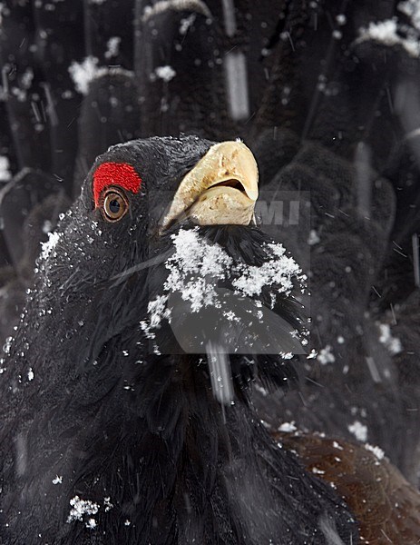 Auerhoen, Western Capercaillie stock-image by Agami/Markus Varesvuo,