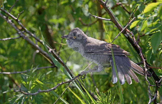 Volwassen mannetje Sperwergrasmus in struik; Adult male Barred Warbler perched in a bush stock-image by Agami/Markus Varesvuo,