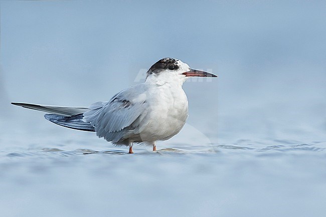 Adult non-breeding  Common Tern (Sterna hirundo) standing on the beach at Galveston Co., Texas, USA in April 2016. stock-image by Agami/Brian E Small,