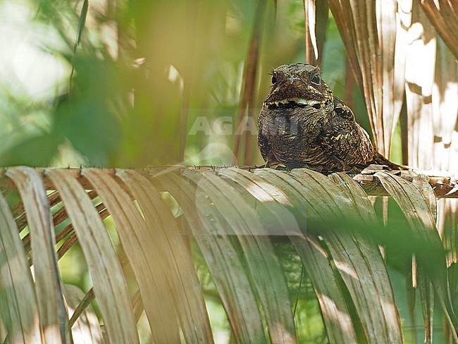 Roosting Andaman Nightjar (Caprimulgus andamanicus) in forest on the Andaman islands.. stock-image by Agami/James Eaton,