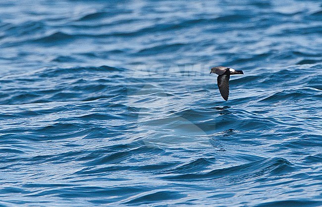Stormvogeltje vliegend boven zee in Engeland; Flying European Storm-Petrel (Hydrobates pelagicus) above the sea in English waters stock-image by Agami/Marc Guyt,