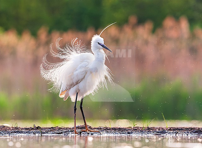 Little Egret (Egretta garzetta) during spring in wetland in Hungary. stock-image by Agami/Marc Guyt,