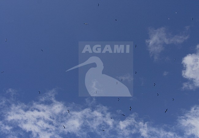 Ascension Frigatebird group flying high in the air; Ascensionfregatvogel groep vliegend hoog in de lucht stock-image by Agami/Marc Guyt,