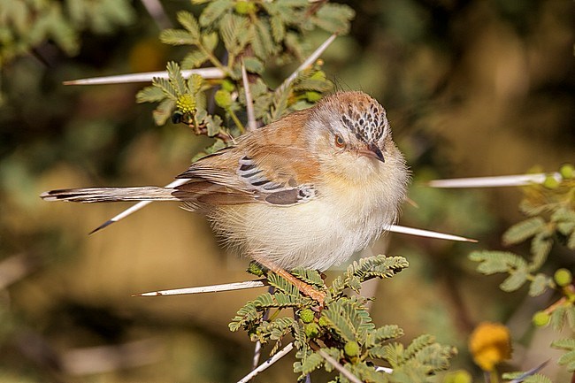 Adult female perched on a branch of acacia in Oued Jenna, Western Sahara. stock-image by Agami/Vincent Legrand,