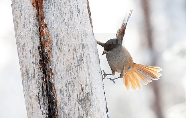 Siberian Jay (Perisoreus infaustus) in taiga forest of northern Finland during a cold winter. Foraging on the side of a frost covered tree. stock-image by Agami/Marc Guyt,
