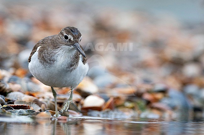 Common Sandpiper (Actitis hypoleucos) in the Netherlands. stock-image by Agami/Han Bouwmeester,