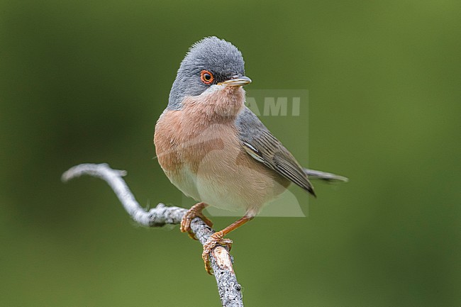 Moltoni's Warbler (Sylvia subalpina) male perched on a branch with green background stock-image by Agami/Daniele Occhiato,