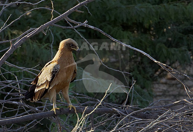 Greater Spotted Eagle juv. pale morph (Aquila clanga fulvescens) Sultanate of Oman November 2004 stock-image by Agami/Markus Varesvuo,