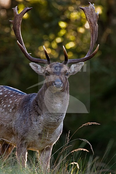 Damhert man, Fallow Deer male stock-image by Agami/Menno van Duijn,