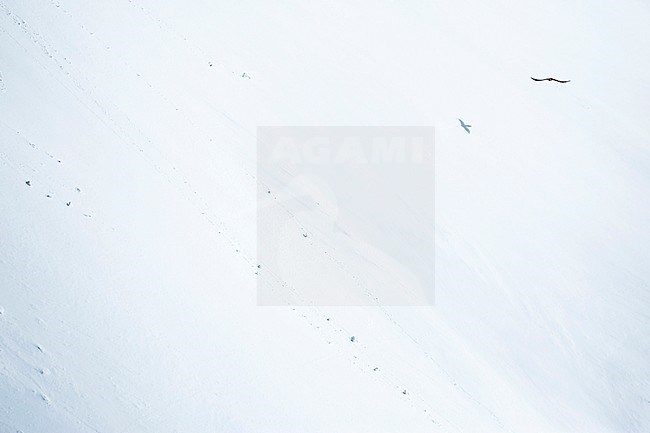 Shadow of Lammergeier (Gypaetus barbatus barbatus) in Switzerland. Also known as Bearded Vulture. Gliding along snow covered mountain sides in the high Alps. stock-image by Agami/Ralph Martin,