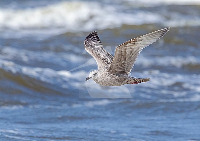 First-winter Thayer's Gull (Larus thayeri) Flying over the beach of Bergen-aan-Zee, Noord Holland, the Netherlands. stock-image by Agami/Vincent Legrand,