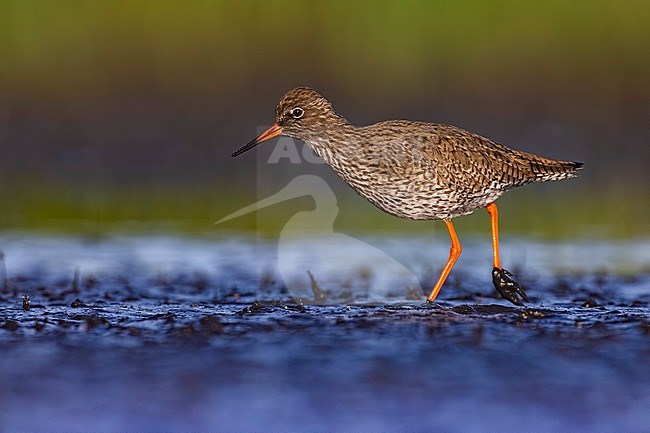 Common Redshank (Tringa totanus) in Italy. stock-image by Agami/Daniele Occhiato,