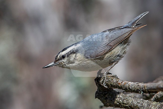 Corsicaanse Boomklever zittend in denneboom; Corsican Nuthatch perched in pinetree stock-image by Agami/Daniele Occhiato,