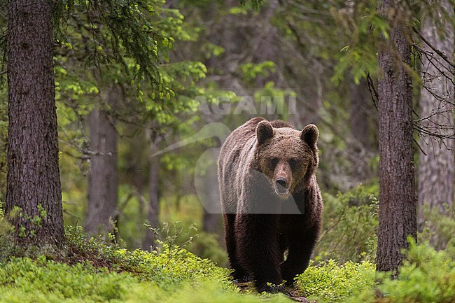 A European brown bear, Ursus arctos arctos, walking in the forest. Kuhmo, Oulu, Finland. stock-image by Agami/Sergio Pitamitz,
