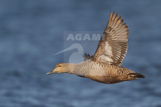 Common Eider (Somateria mollissima) flying in Churchill, Manitoba, Canada. stock-image by Agami/Glenn Bartley,