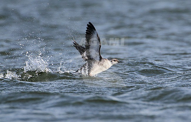 First-winter Black Guillemot (Cepphus grylle) taking off from the North Sea. Wintering bird along the Dutch coast. Showing under wing pattern stock-image by Agami/Karel Mauer,