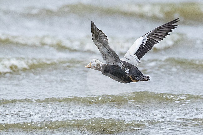  stock-image by Agami/Menno van Duijn,