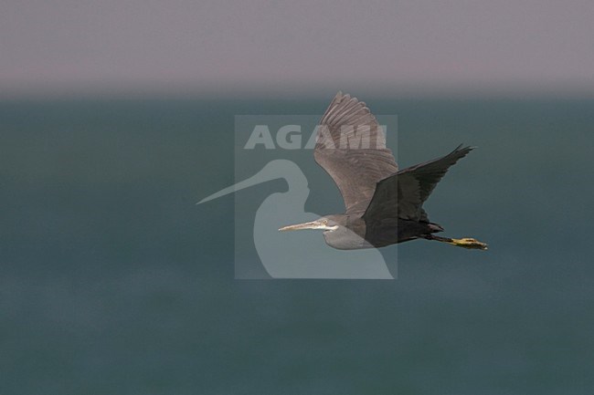 Vliegende donkere fase Westelijke Rifreiger; Flying dark morph Western Reef Heron stock-image by Agami/Arie Ouwerkerk,