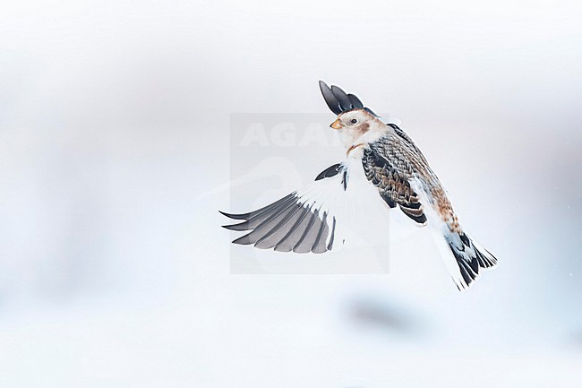 Snow Bunting (Plectrophenax nivalis) flying against white background in its wintering habitat in Canada. stock-image by Agami/Marcel Burkhardt,