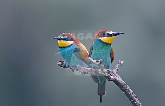 European Bee-eater a pair perched on branch Hungary, Bijeneter een paartje zittend op tak Hongarije stock-image by Agami/Markus Varesvuo,